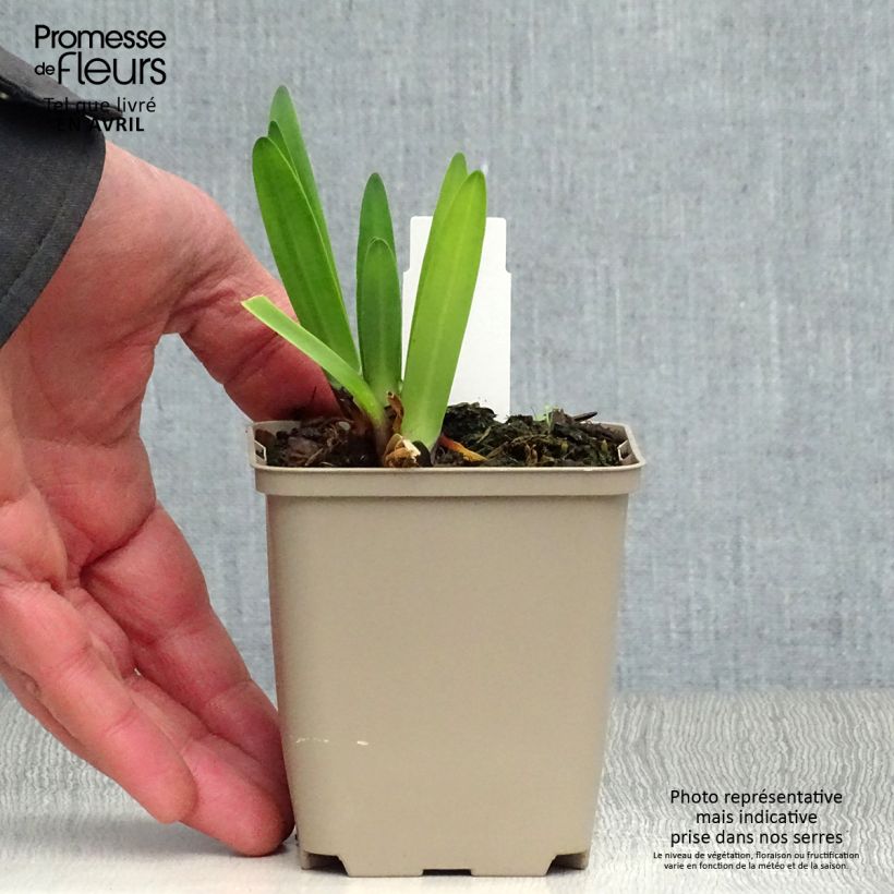 Agapanthus Back in Black Vasetto da 8/9 cm esemplare consegnato in primavera