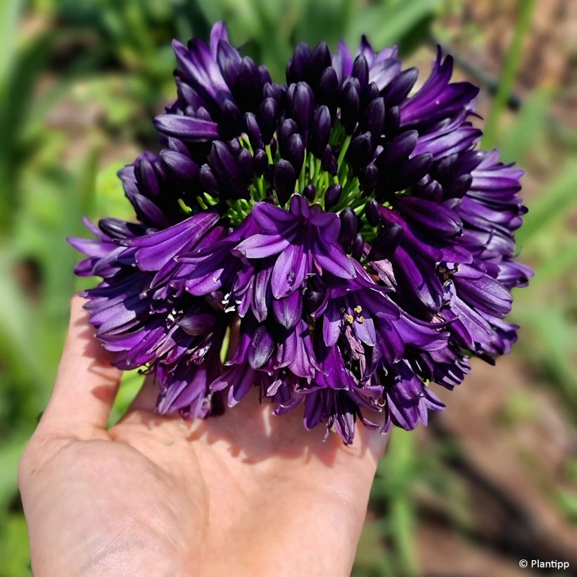 Agapanthus Black Jack (Fioritura)