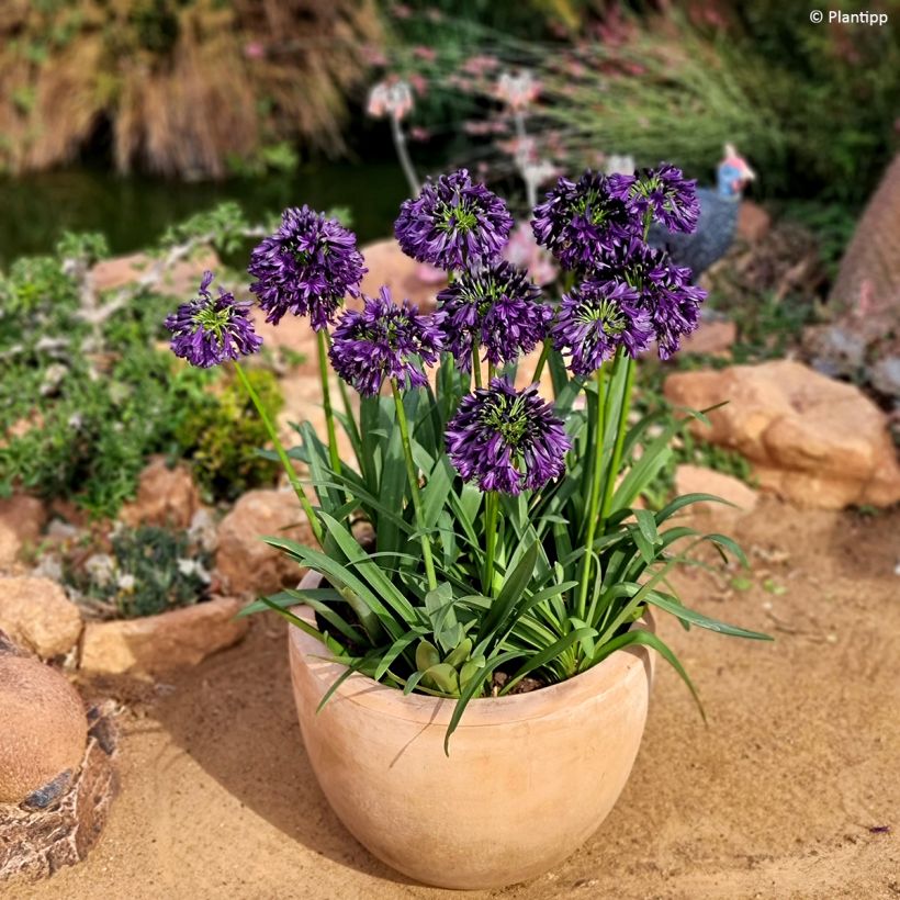 Agapanthus Black Jack (Porto)