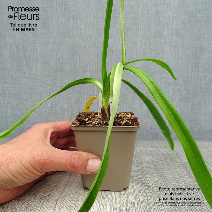 Example of Agapanthus Blue Heaven Vasetto da 8/9 cm as you get in printemps