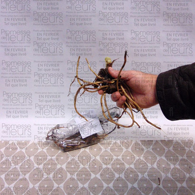 Esempio di esemplare Agapanthus Blue Triumphator Cespo 1/2 occhi come consegnato