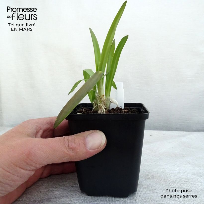 Agapanthus Brilliant Blue Vasetto da 8/9 cm esemplare consegnato in primavera