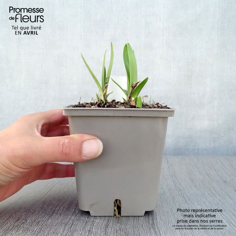 Agapanthus Celebration Vaso da 1L/1,5L esemplare consegnato in primavera