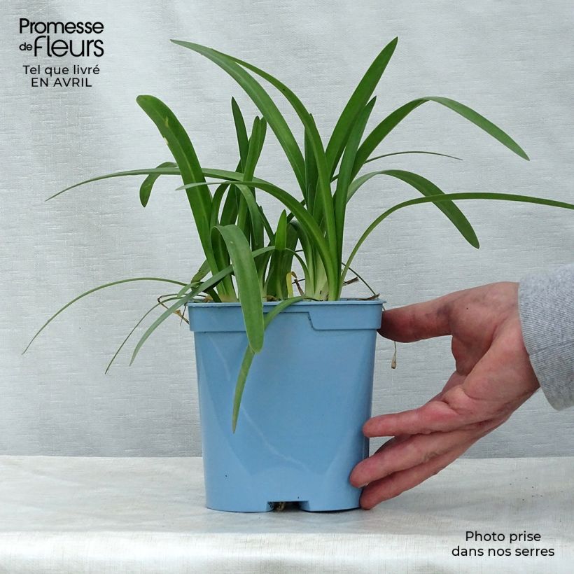 Example of Agapanthus Charlotte Vaso da 2L/3L as you get in printemps