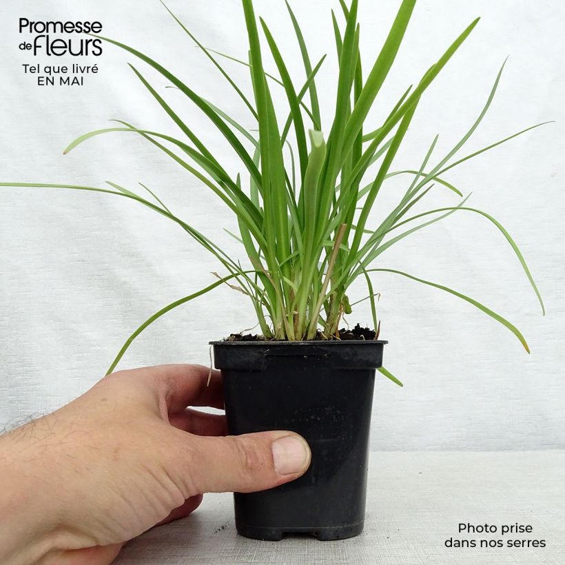 Example of Agapanthus Charlotte Vasetto da 8/9 cm as you get in printemps