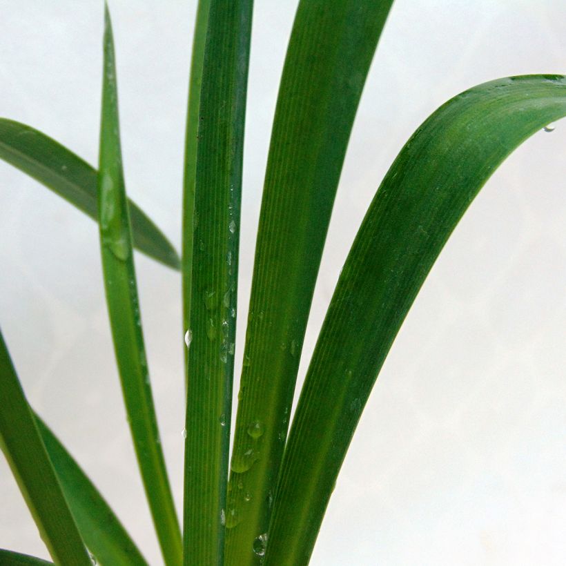 Agapanthus Docteur Brouwer (Fogliame)