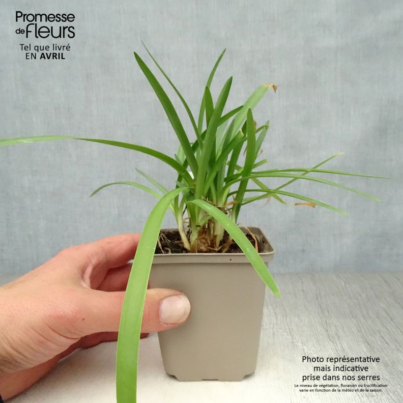 Agapanthus Double Diamond Vasetto da 8/9 cm esemplare consegnato in primavera