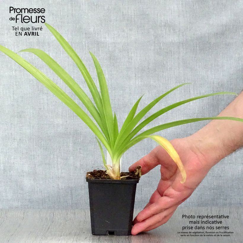 Agapanthus Enigma Vasetto da 8/9 cm esemplare consegnato in primavera