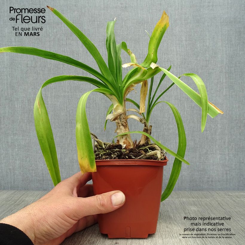 Agapanthus Enigma Vaso da 1L/1,5L esemplare consegnato in primavera