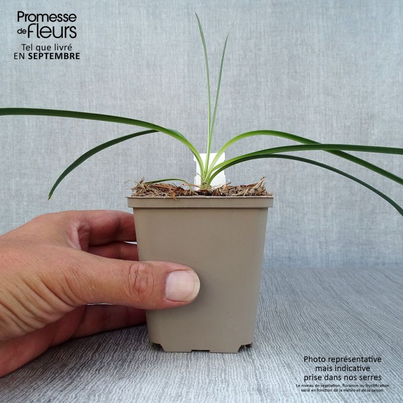 Esemplare di Agapanthus Flower of Love Vasetto da 8/9 cm come consegnato in autunno