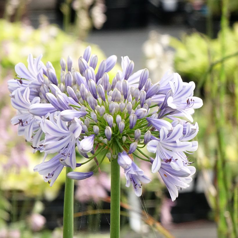Agapanthus Full Moon (Fioritura)