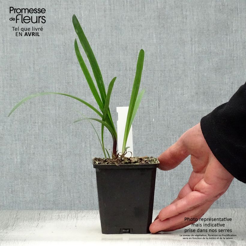 Agapanthus Glacier Stream Vasetto da 8/9 cm esemplare consegnato in primavera