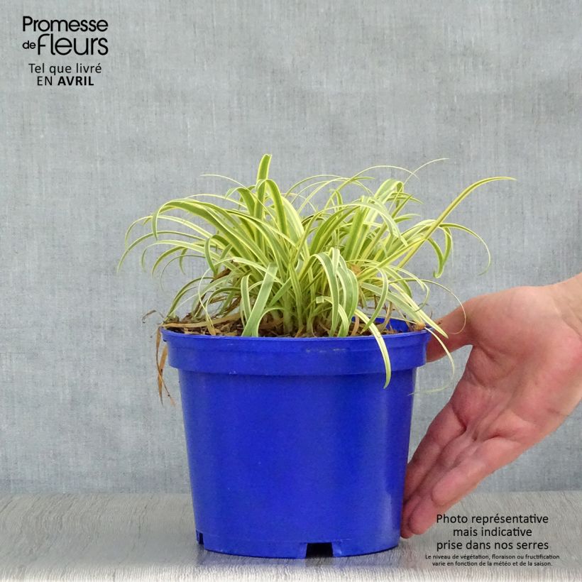 Example of Agapanthus Golden Drop Vaso da 2L/3L as you get in printemps