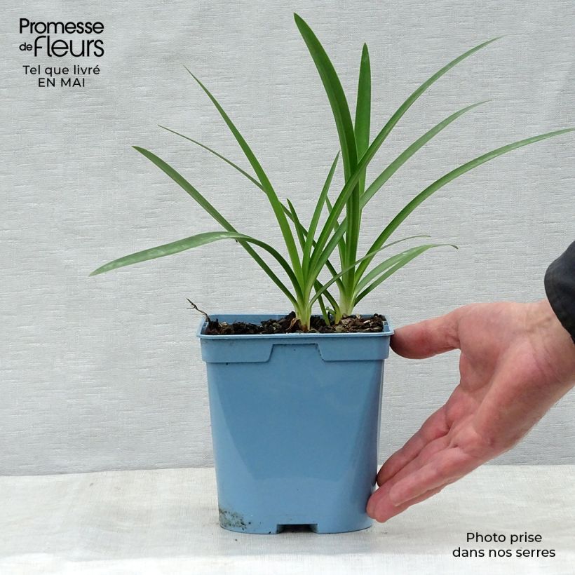 Example of Agapanthus Graphite Blue Vaso da 2L/3L as you get in printemps