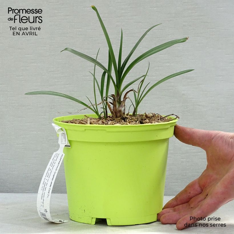 Agapanthus Graphite White Vaso da 2L/3L esemplare consegnato in primavera
