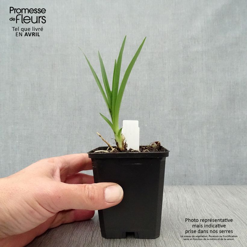 Example of Agapanthus Headbourne Blue Vasetto da 8/9 cm as you get in printemps