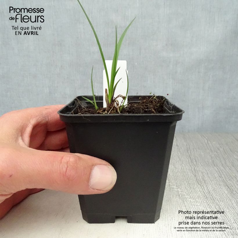 Example of Agapanthus Northern Star Vasetto da 8/9 cm as you get in printemps