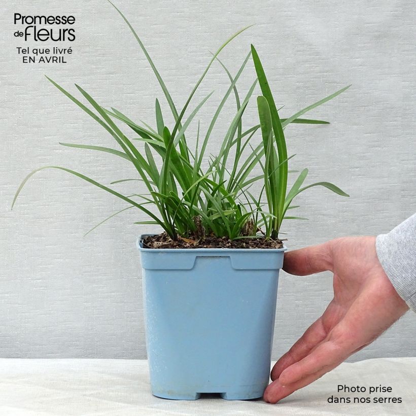 Example of Agapanthus Northern Star Vaso da 2L/3L as you get in printemps