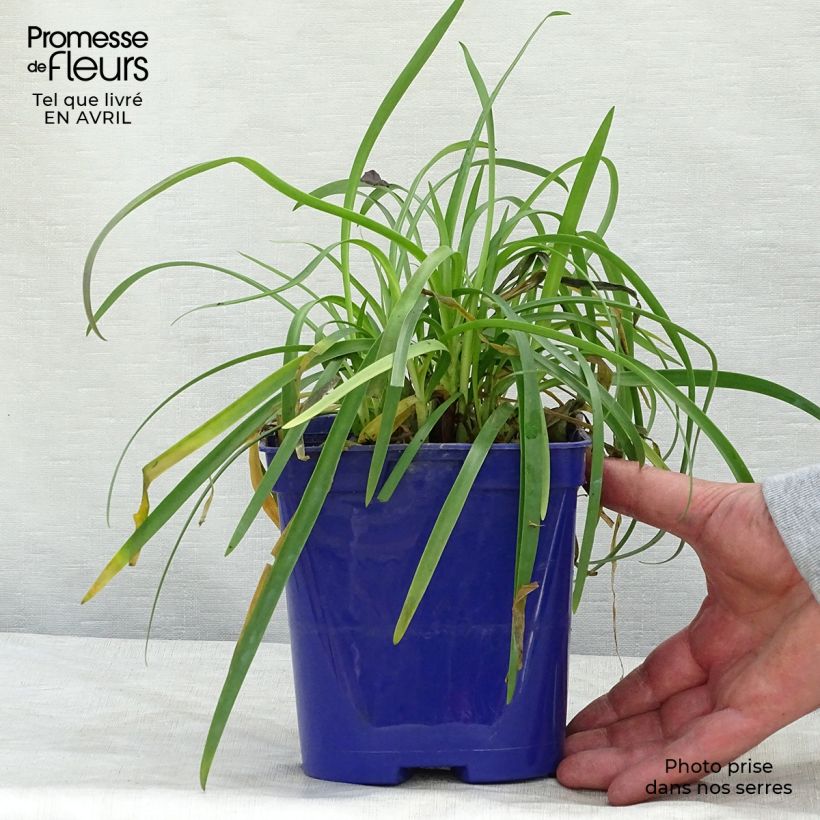 Example of Agapanthus Pitchoune Blue Vaso da 2L/3L as you get in printemps