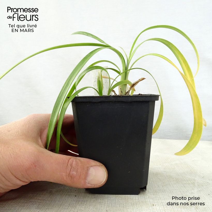 Example of Agapanthus Polar Ice Vasetto da 8/9 cm as you get in printemps