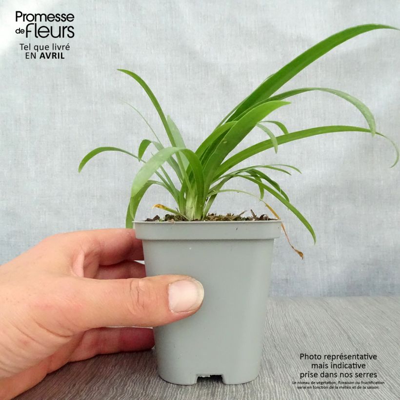 Agapanthus Pretty Sandy Vasetto da 8/9 cm esemplare consegnato in primavera