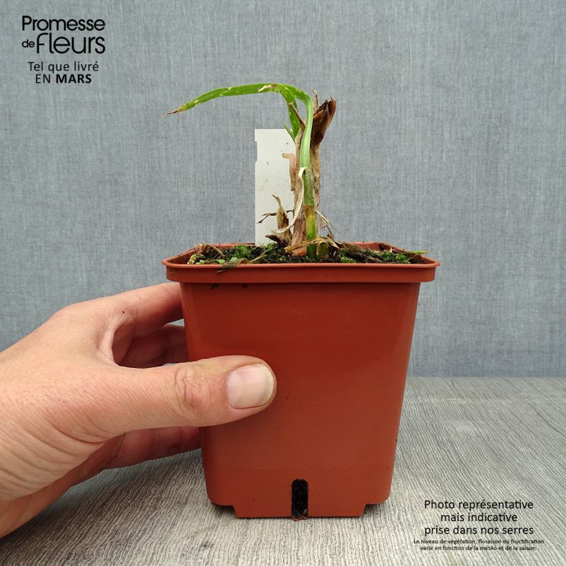Agapanthus Purple Cloud Vaso da 1L/1,5L esemplare consegnato in primavera