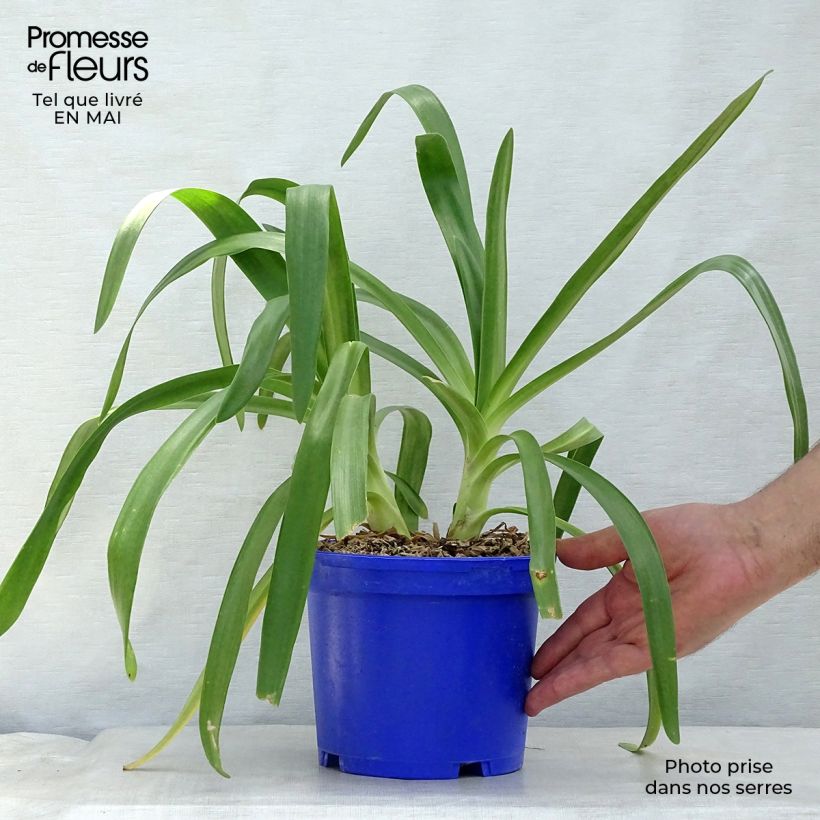 Example of Agapanthus Queen Mum Vaso da 2L/3L as you get in printemps