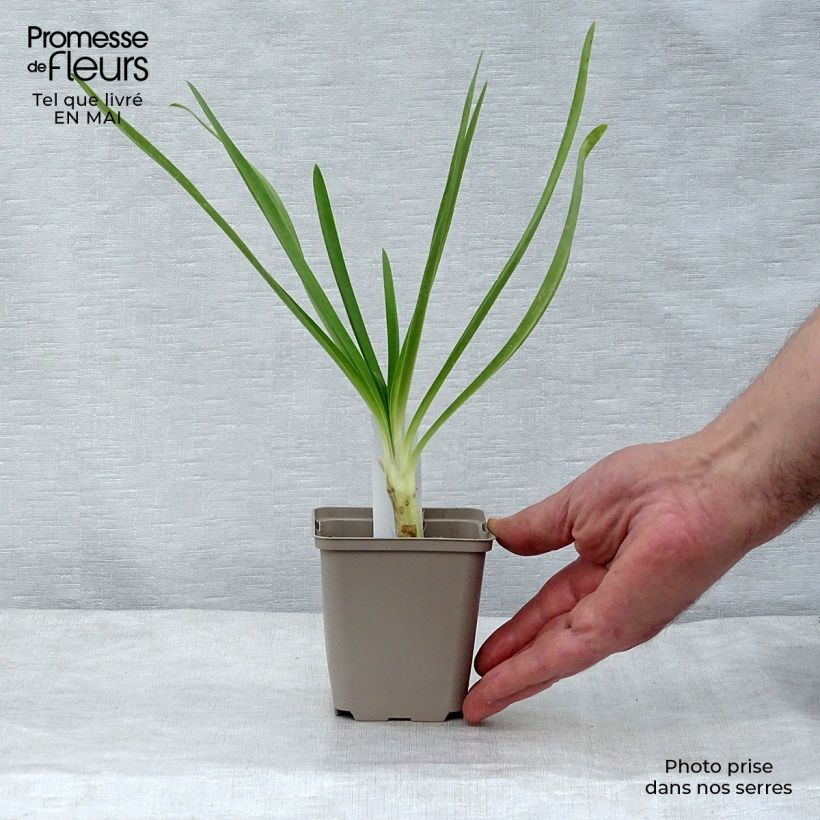 Example of Agapanthus Queen Mum Vasetto da 8/9 cm as you get in printemps