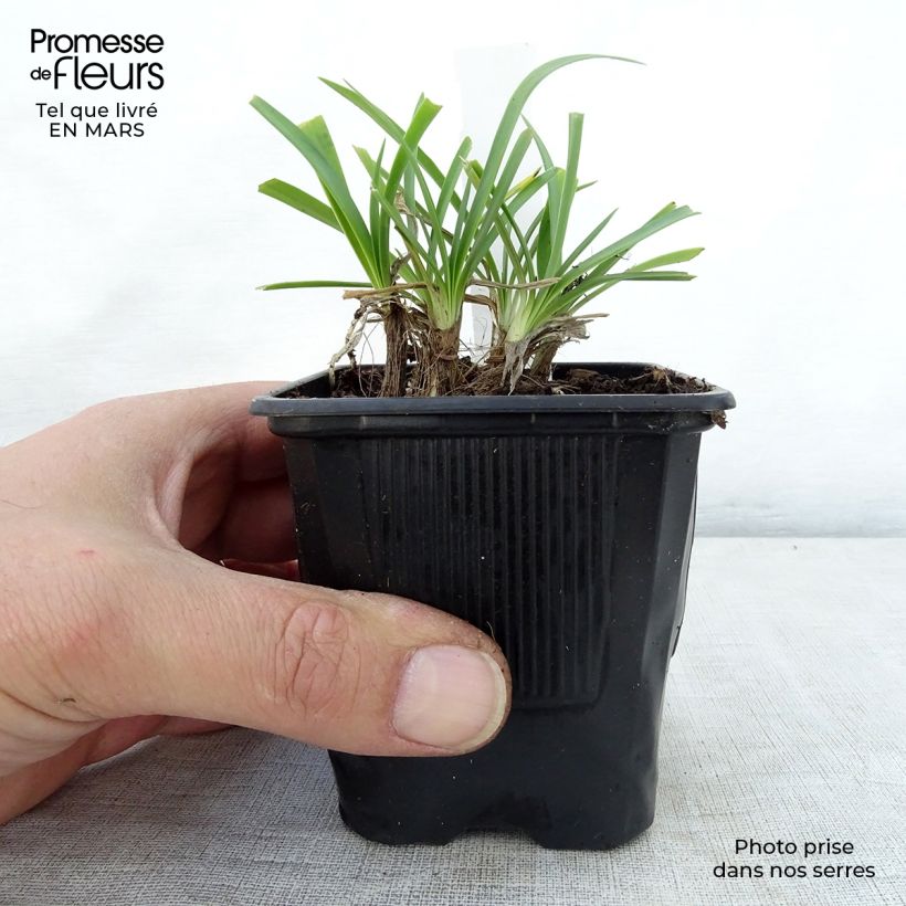 Agapanthus campanulatus Rosewarne Vasetto da 8/9 cm esemplare consegnato in primavera