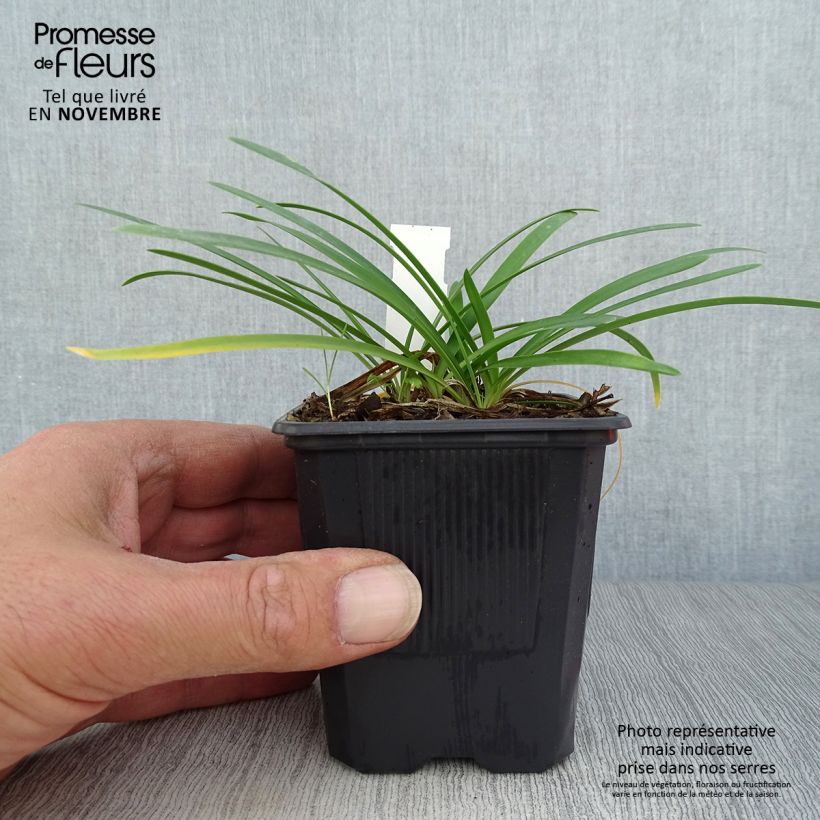 Esemplare di Agapanthus campanulatus Rosewarne Vasetto da 8/9 cm come consegnato in autunno