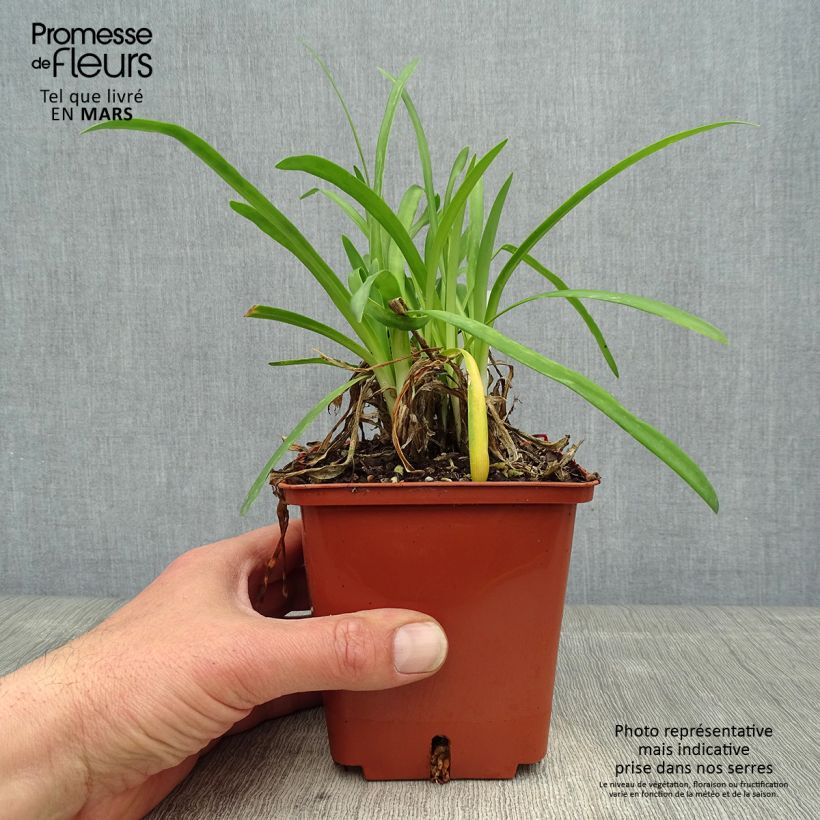 Example of Agapanthus Silver Baby Vaso da 2L/3L as you get in printemps