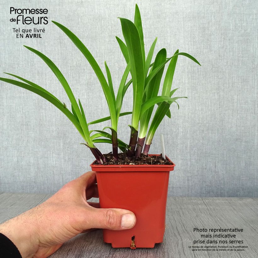 Example of Agapanthus Stars and Stripes Vaso da 1L/1,5L as you get in printemps