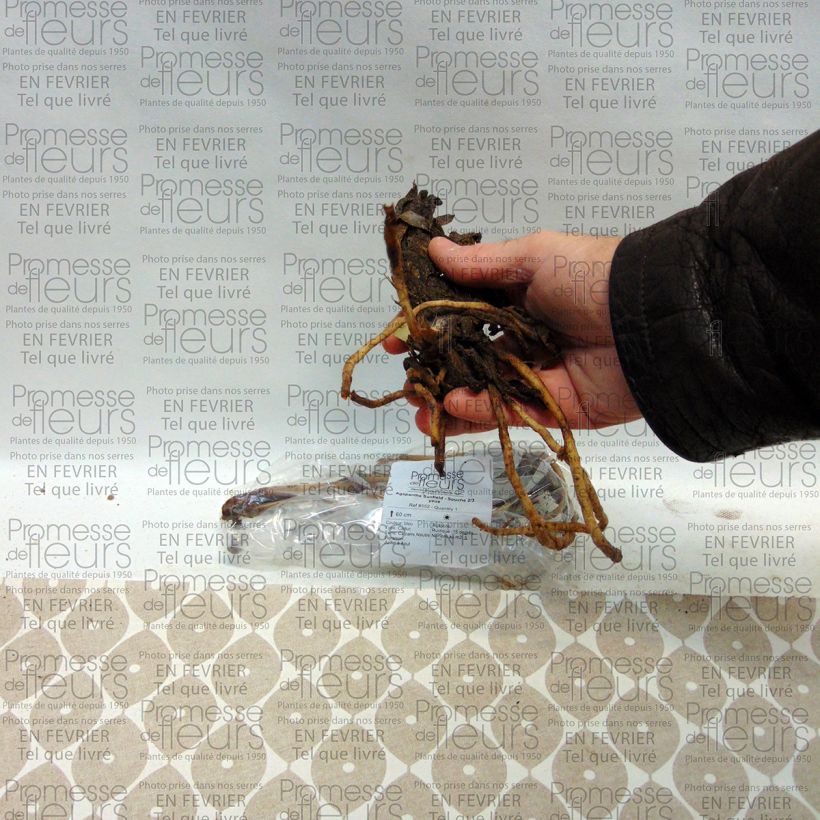 Esempio di esemplare Agapanthus Sunfield Cespo 1/2 occhi come consegnato