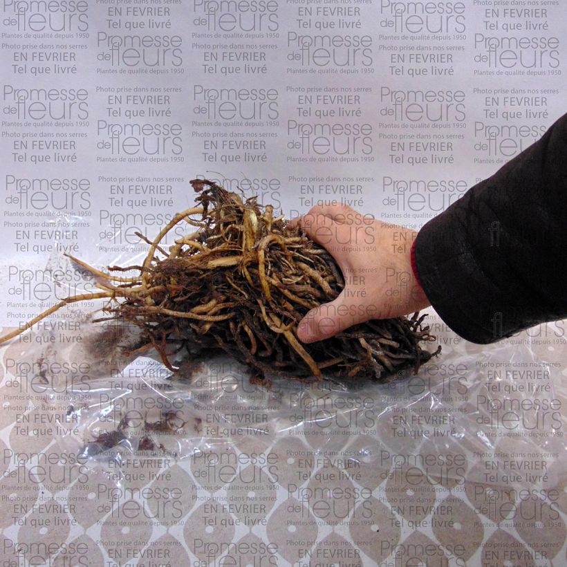 Esempio di esemplare Agapanthus Sunfield Cespo 5 occhi e oltre come consegnato