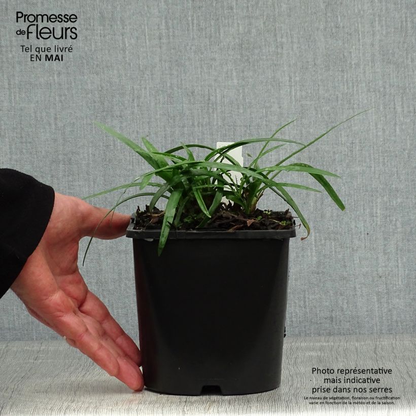Example of Agapanthus Thumbelina Vaso da 2L/3L as you get in printemps