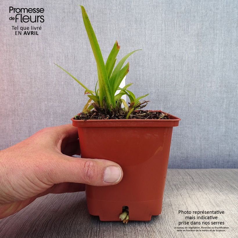 Example of Agapanthus Tom Thumb Vaso da 1L/1,5L as you get in printemps