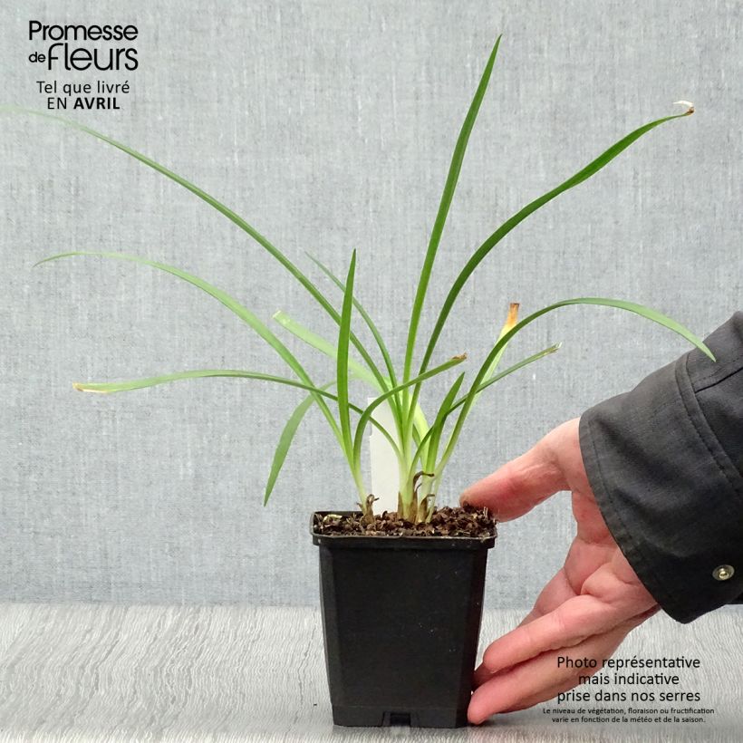 Example of Agapanthus Twister Vasetto da 8/9 cm as you get in printemps