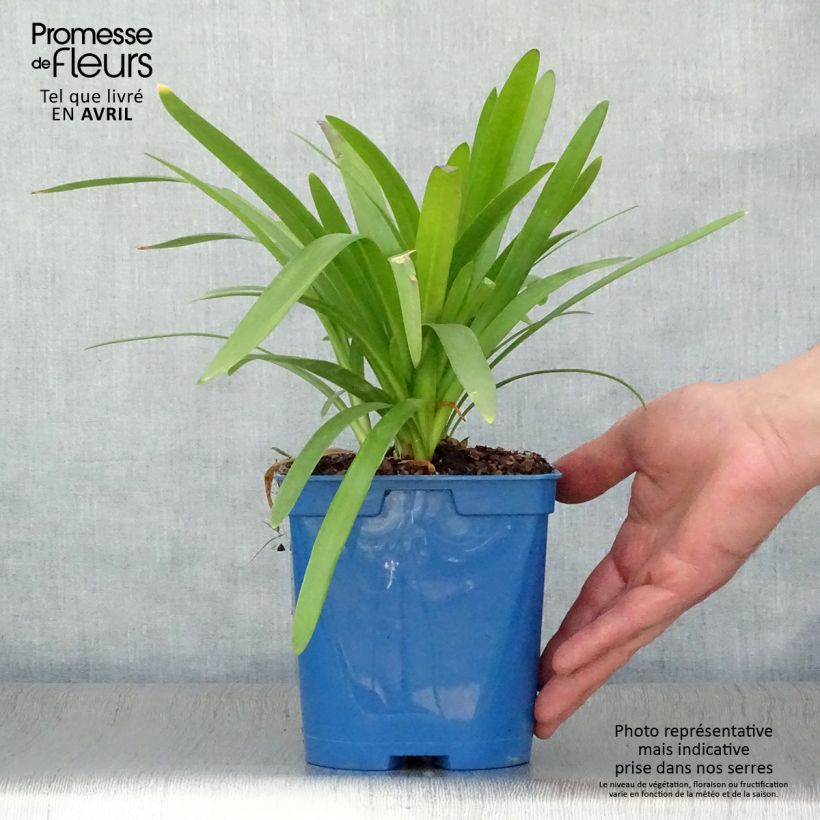 Example of Agapanthus Twister Vaso da 1,5L/2L as you get in printemps