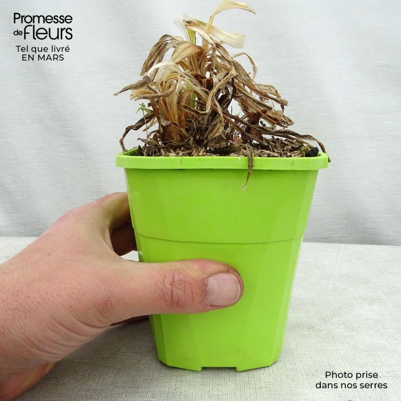 Example of Agapanthus Twister Vaso da 3L/4L as you get in printemps