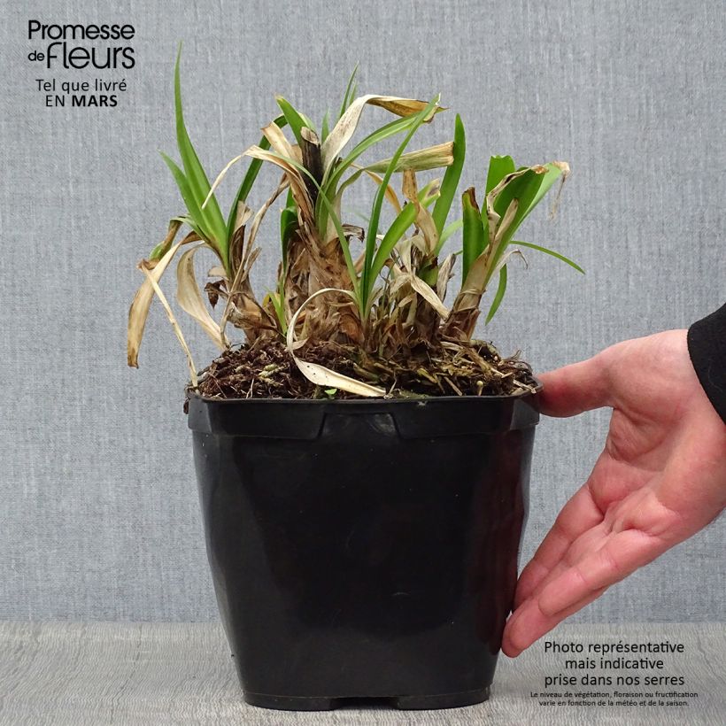 Agapanthus Vallée de l'Authion Vaso da 2L/3L esemplare consegnato in primavera