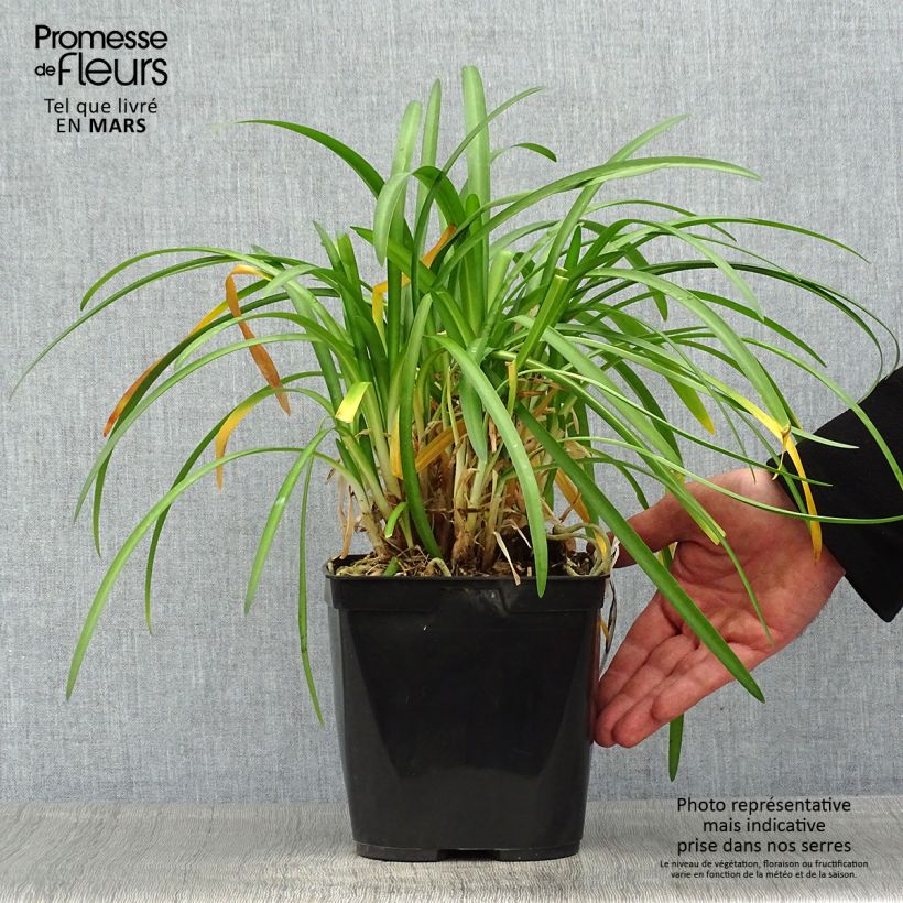 Agapanthus Vallée de la Romanche Vaso da 2L/3L esemplare consegnato in primavera