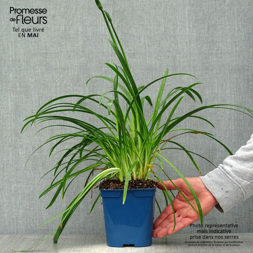 Example of Agapanthus White Baby Vaso da 2L/3L as you get in printemps