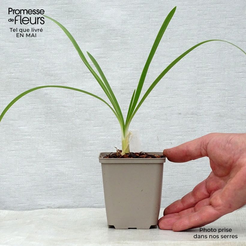 Example of Agapanthus White Heaven Vasetto da 8/9 cm as you get in printemps