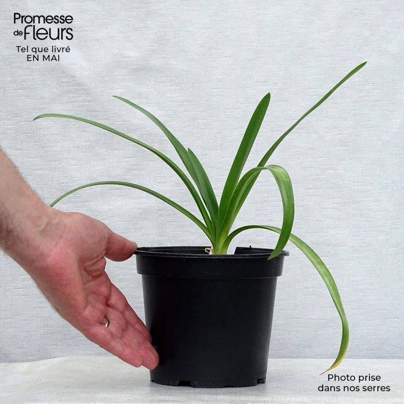 Example of Agapanthus White Heaven Vaso da 2L/3L as you get in printemps