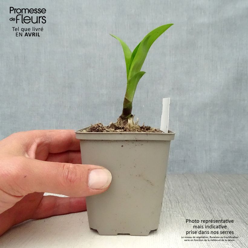 Agapanthus Windsor grey Vasetto da 8/9 cm esemplare consegnato in primavera