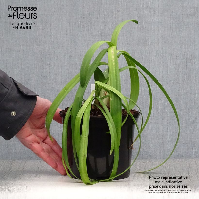 Agapanthus Windsor grey Vaso da 2L/3L esemplare consegnato in primavera