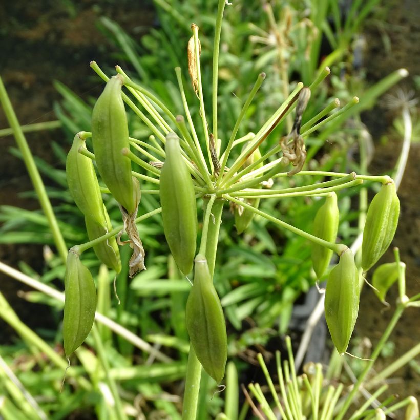 Agapanthus umbellatus Albus (Harvest)