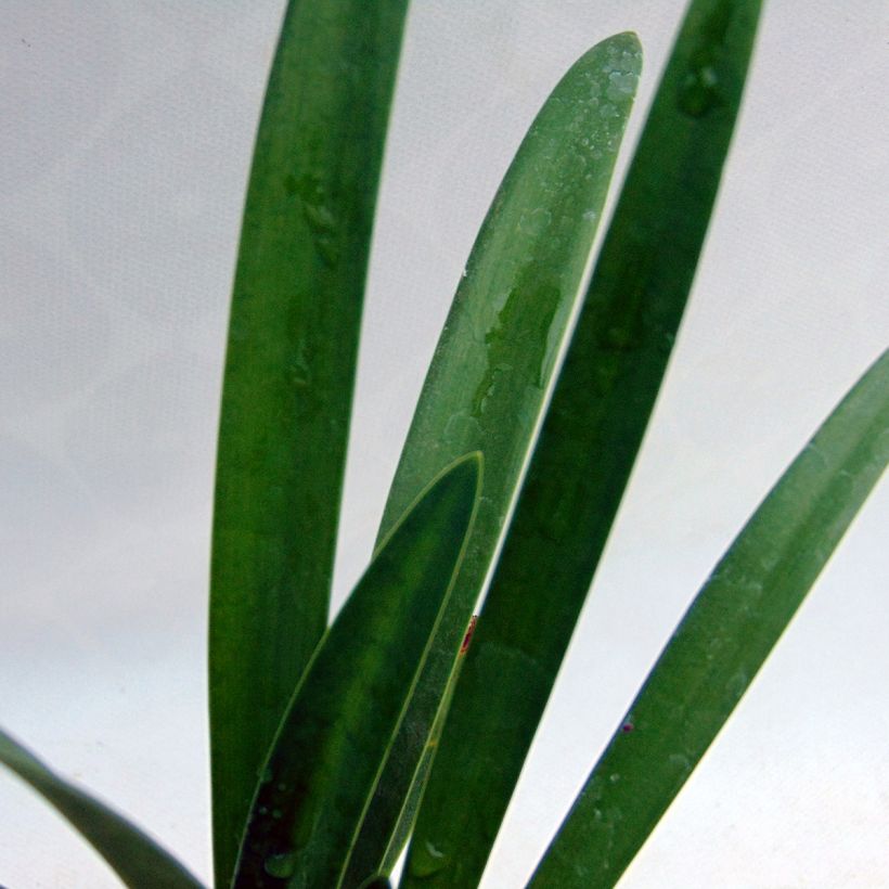Agapanthus umbellatus Albus (Foliage)