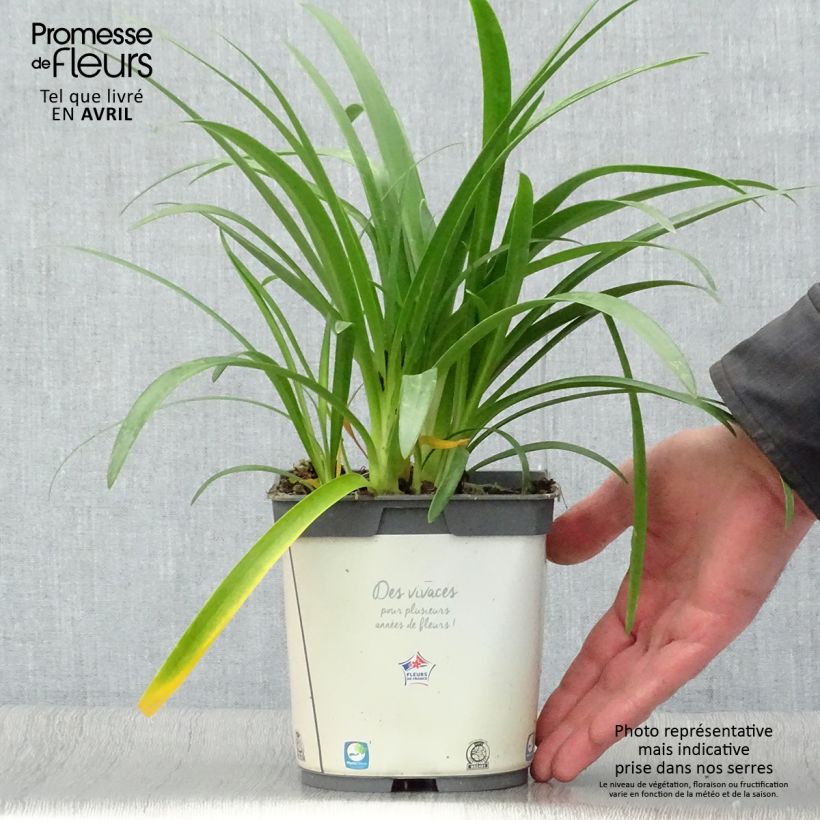 Example of Agapanthus umbellatus Albus Vaso da 2L/3L as you get in printemps