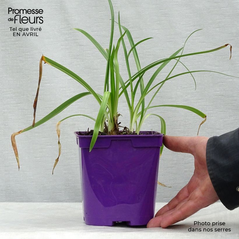 Example of Agapanthus Ever Sapphire Vaso da 1,5L/2L as you get in printemps